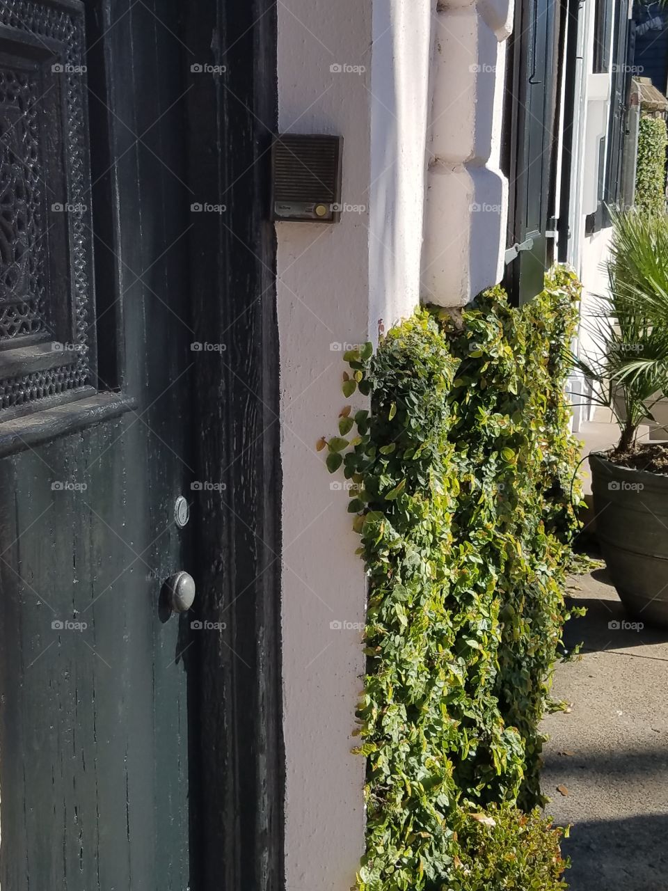 ivy door