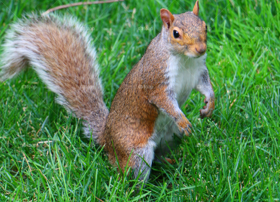 Squirrel on grassy field