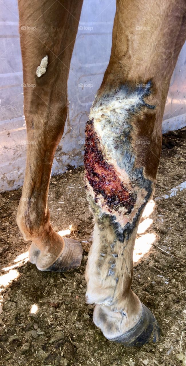 Horse leg after a serious injury. Although the wound looks bad, it is actually healing extremely well, and the animal is in little to no paid. Expected to make a full recovery. 