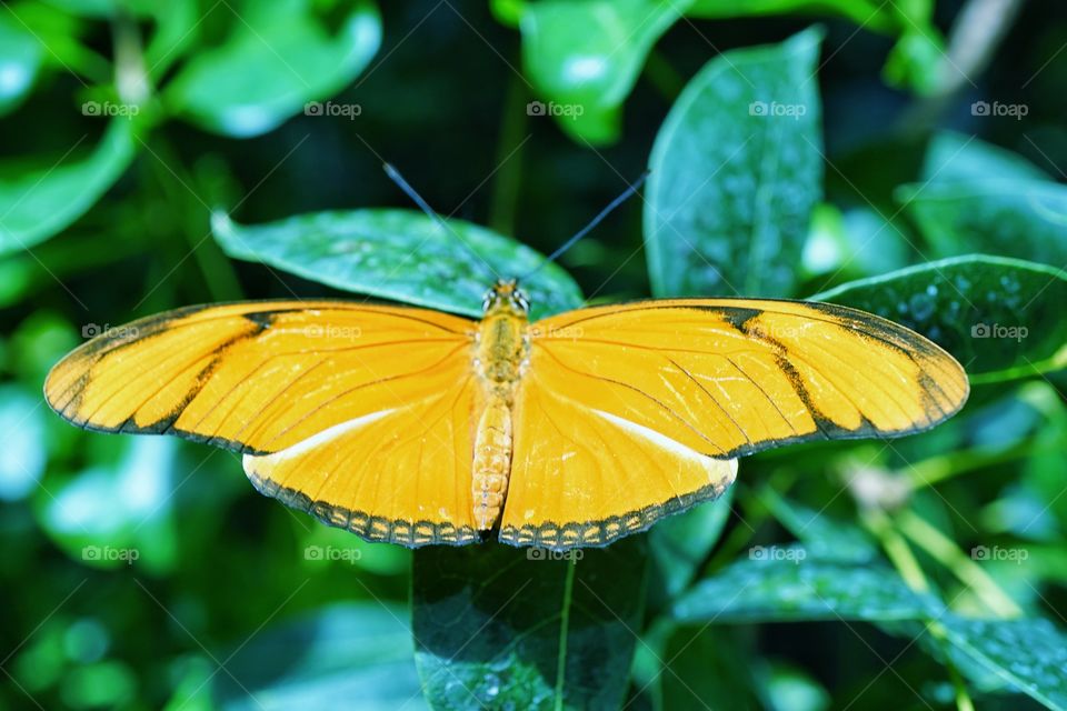 Delicate Orange Tropical Butterfly