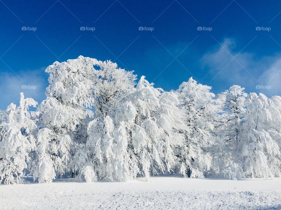 Trees covered in snow on a bright sunny day