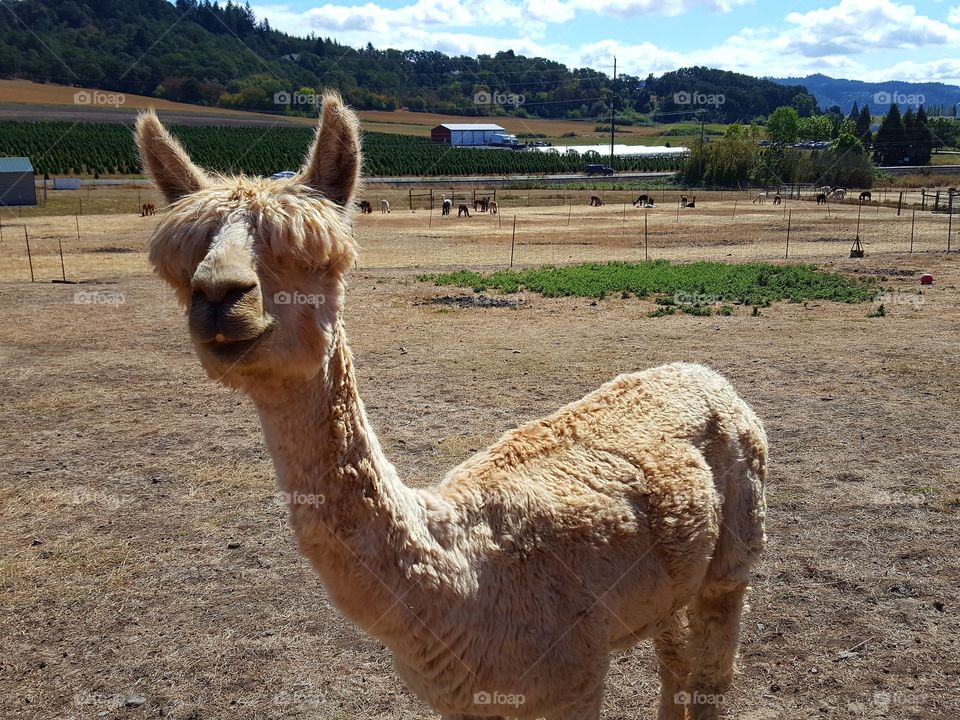 Front view of cute alpacas