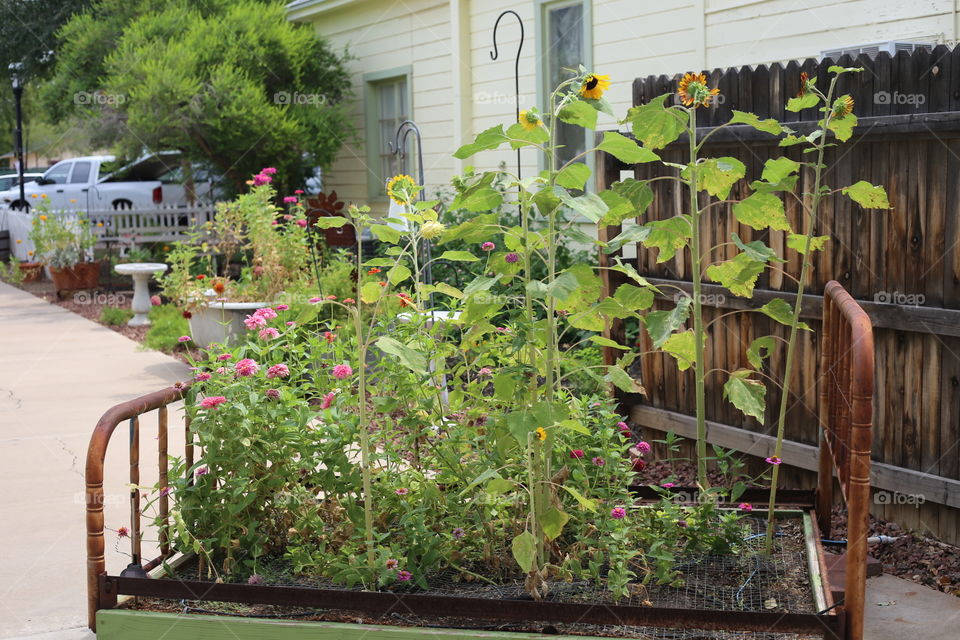 Urban Garden