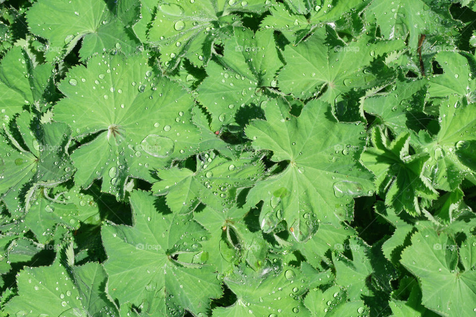 Leaves with raindrops