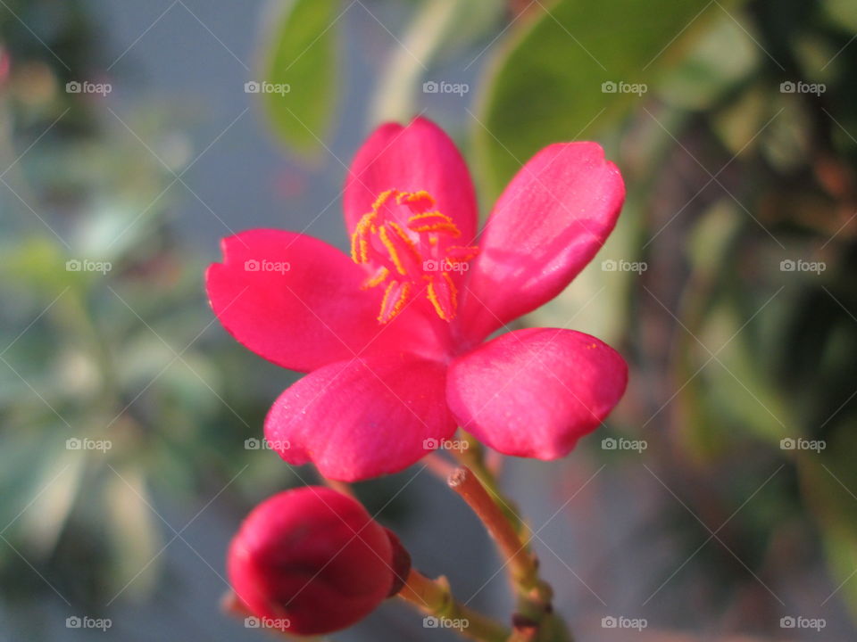 A red bud  Sooo Small!!!!!!!!!!!