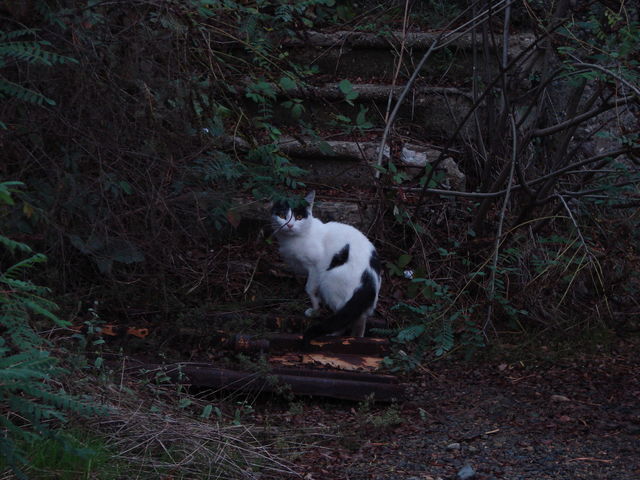 Mr. Cat
