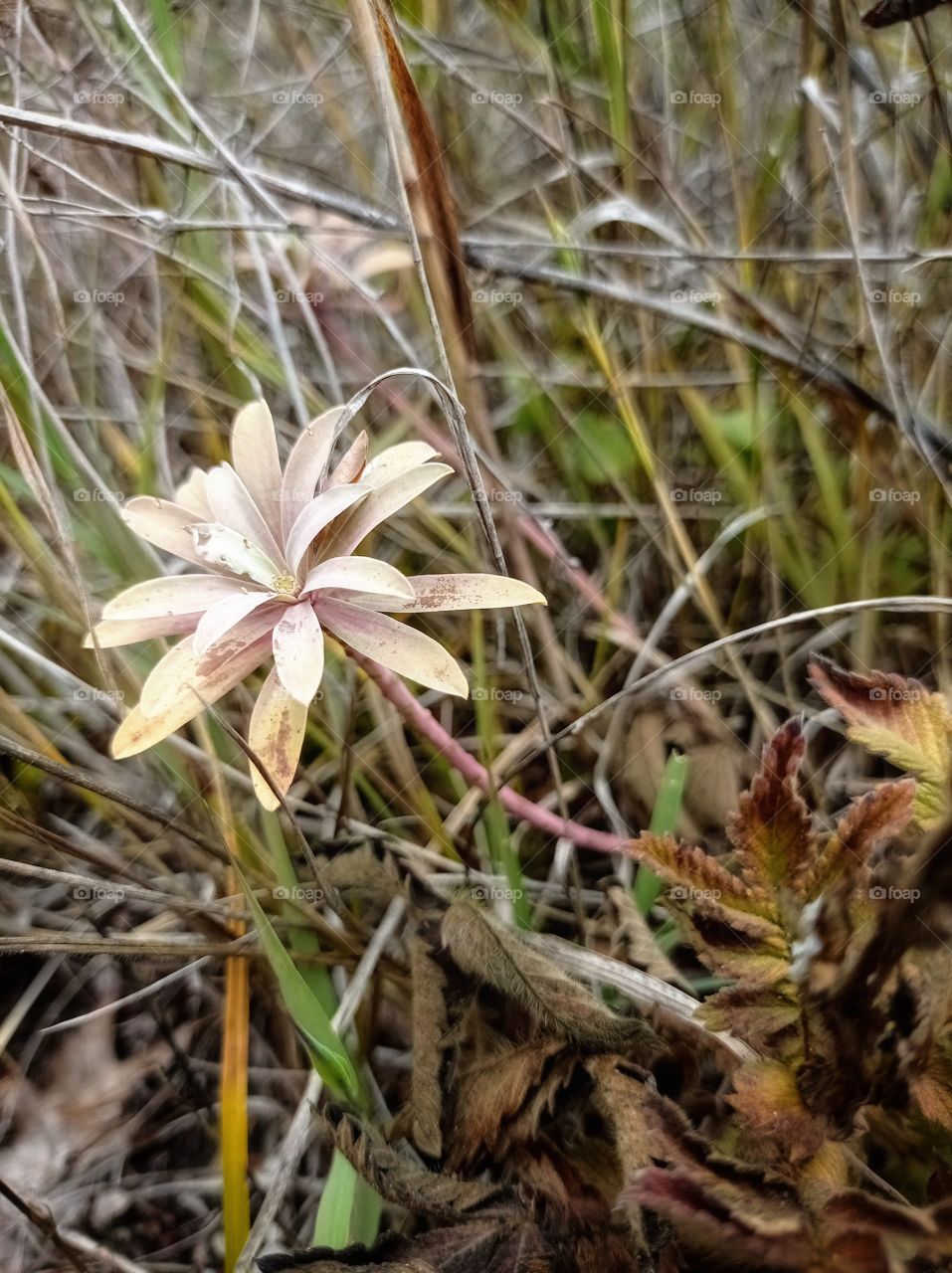 Autumn grass in the field.