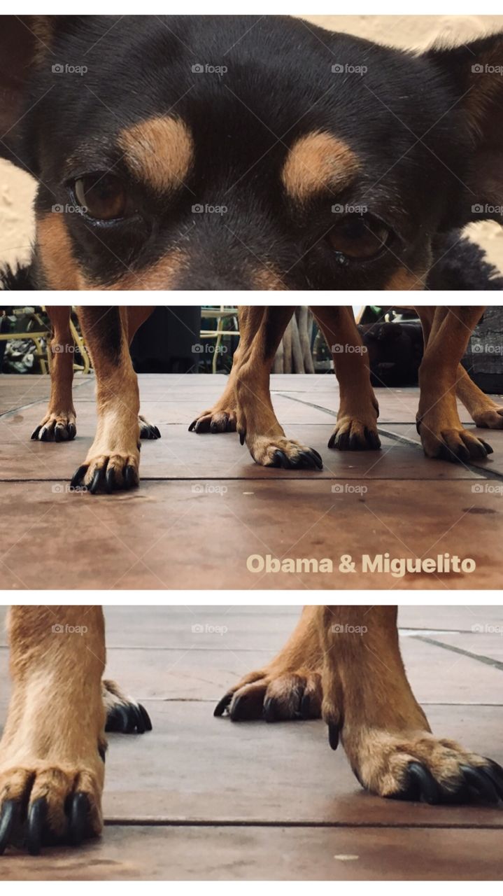 Chihuahua patas