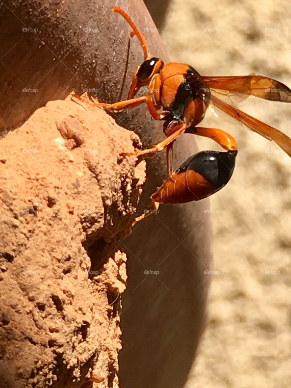 Closeup single large mud dauber wasp on mud nest feeding larvae its catch of spider south Australia 