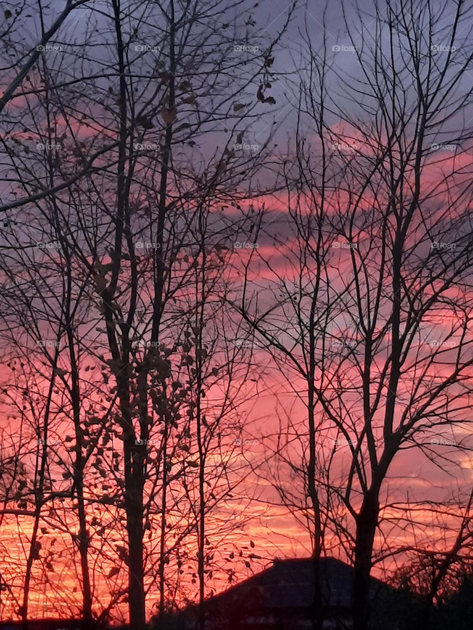 pink sunrise with black trees silhouettes