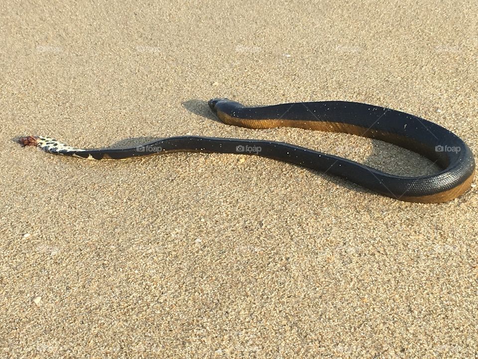 Snake fish 