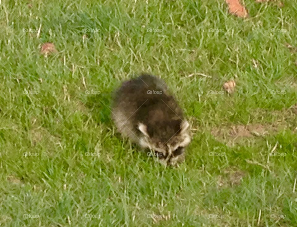 Young raccoon