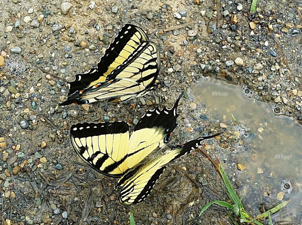 yellow black blue swallowtail butterfly on ground pair