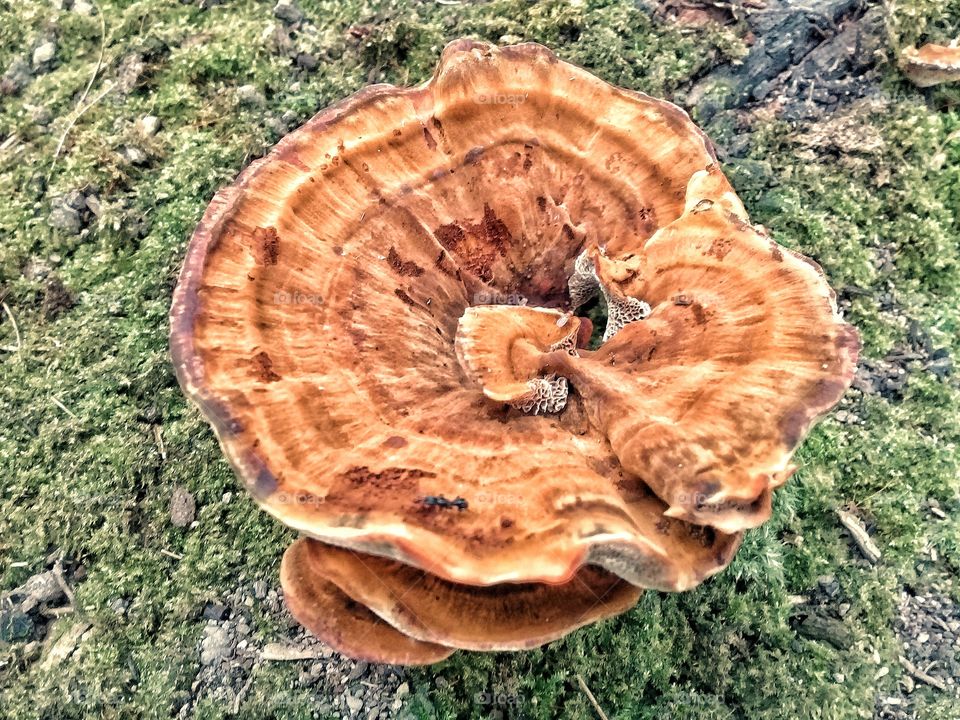 Fungus Soil this type of mushrooms cannot consumed and has unique