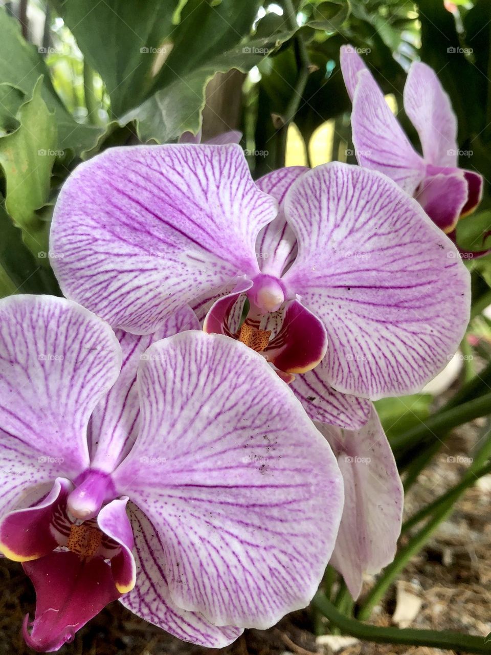 Closeup of row of pink tropical flowers. First and third ones are partly out of frame while middle is focal point.