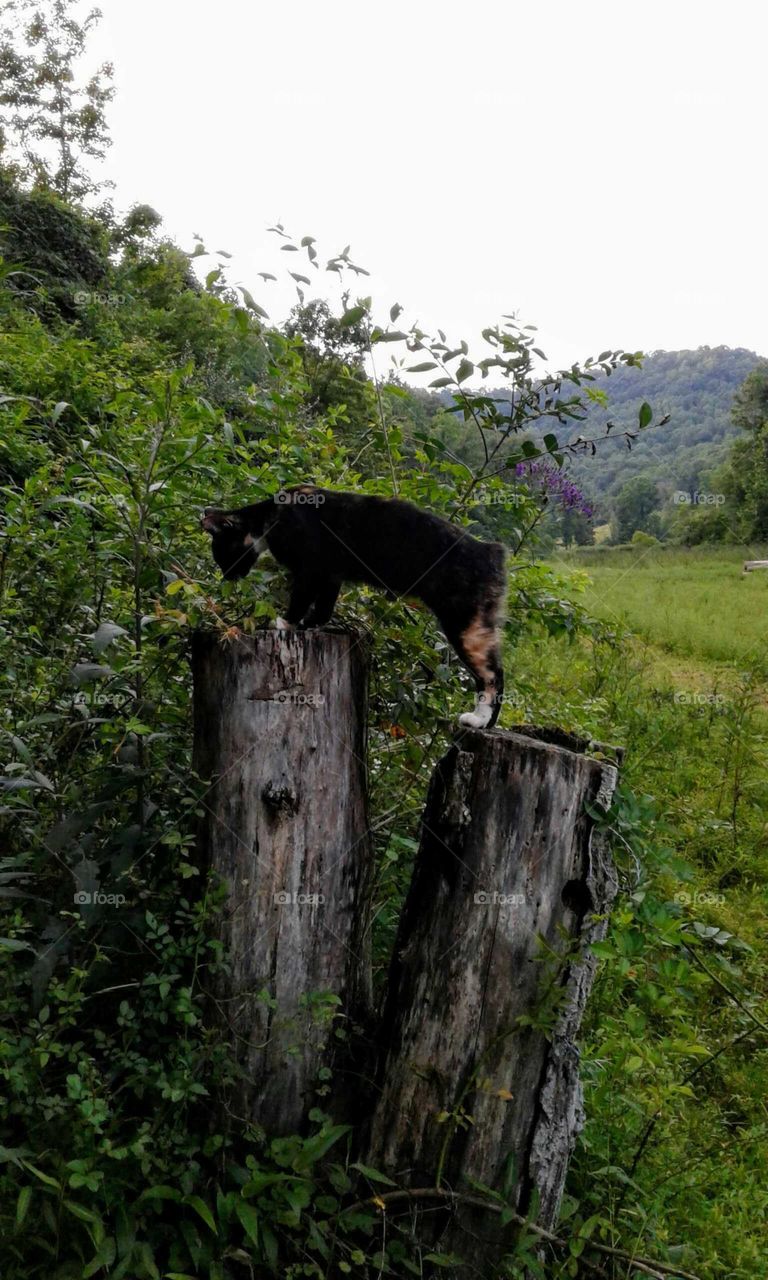 Country Cat