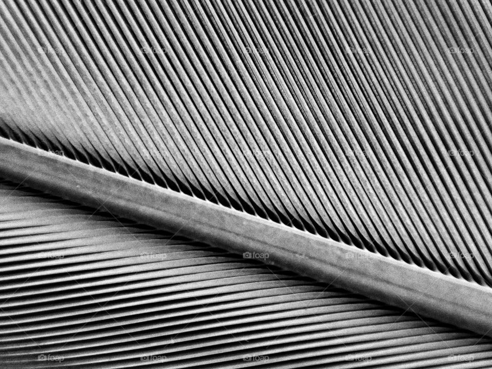 A beautiful close-up photo of a parrot's feather captured in black and white showing the perfect symmetry of its lines and arrangements