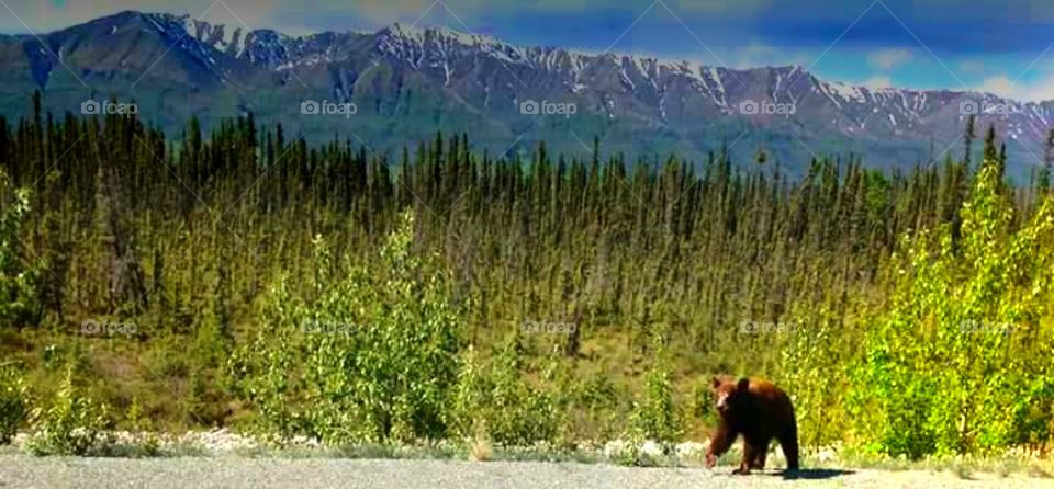 An Alaskan scene