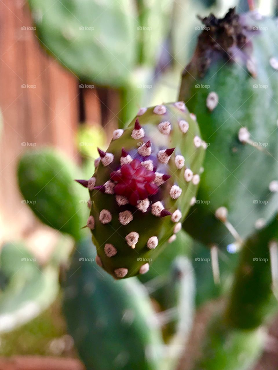 Cactus flowering