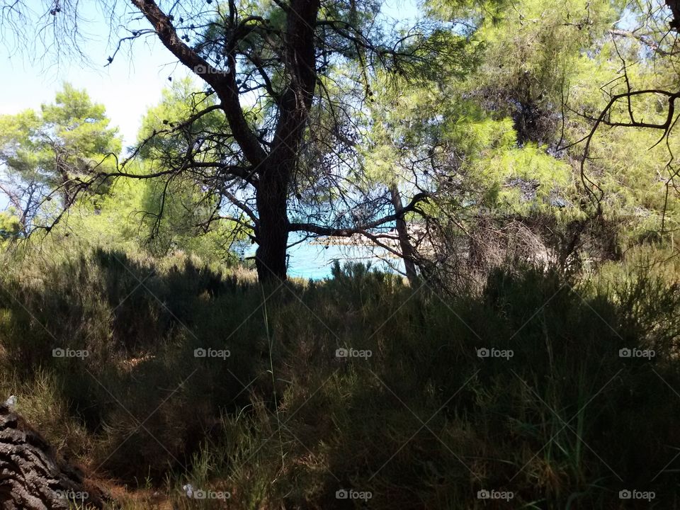 Sea view from the forest