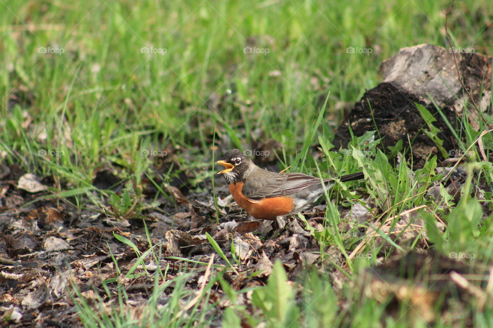 Robin in nature