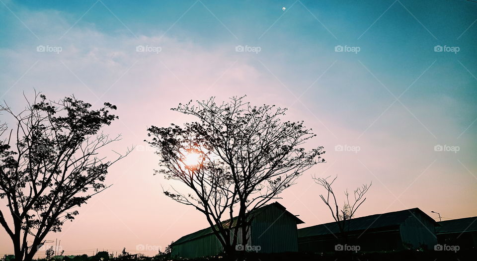 Silhouette of tree and house