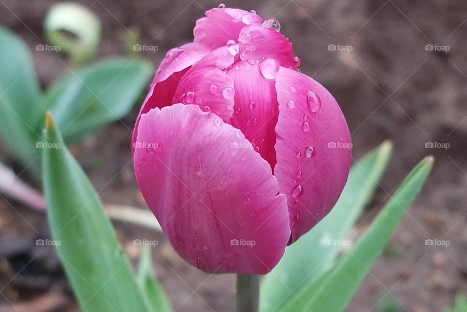 Pink tulip ready to open to the sky