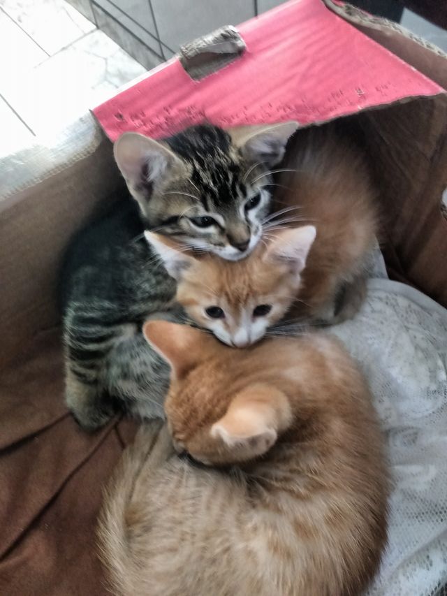 cat baby