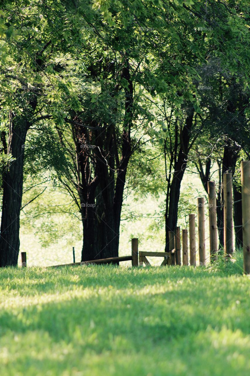 A wooden post-and-wire fence next to a shady, grassy pasture in late summer