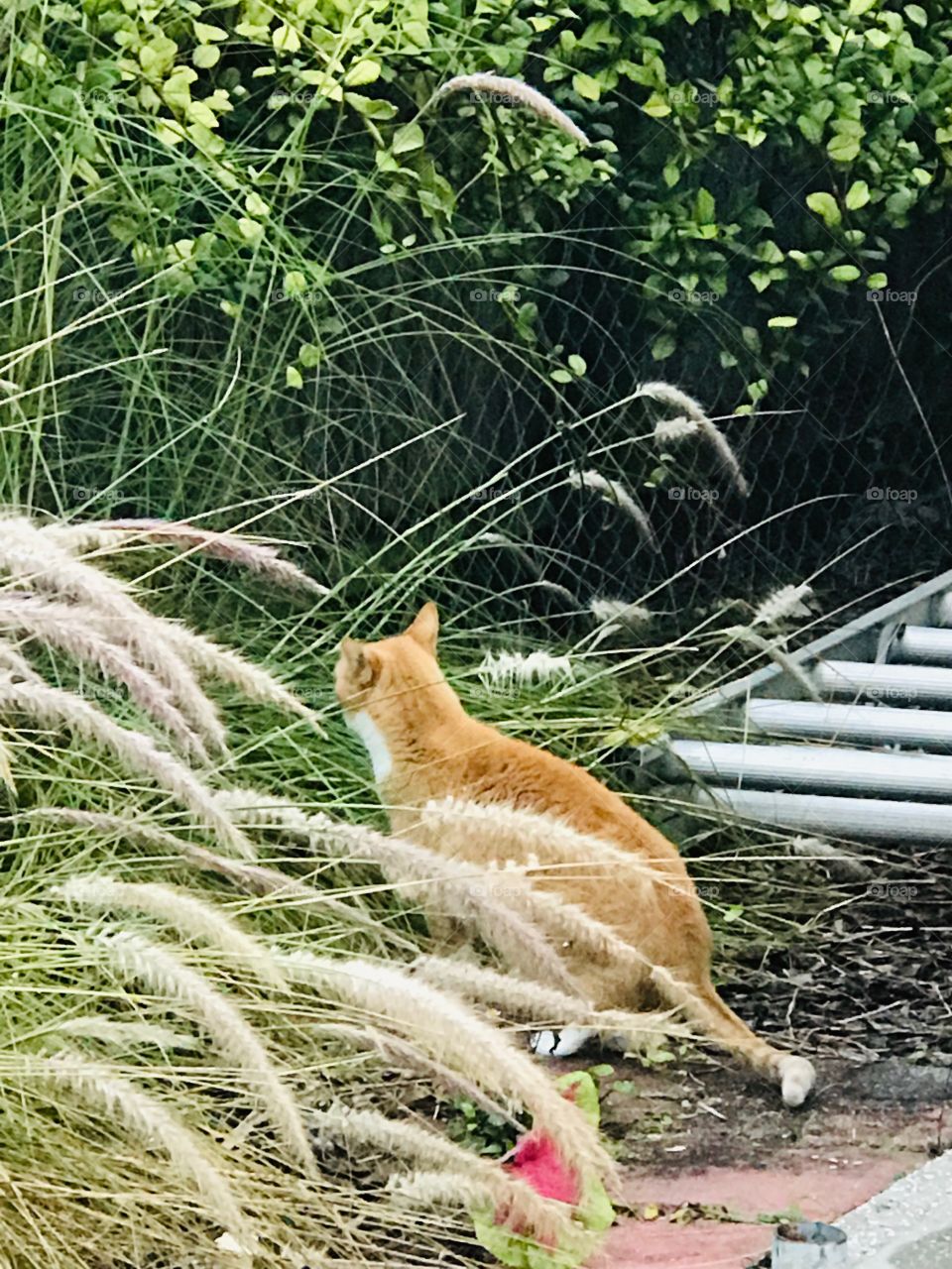 Cat in the garden 