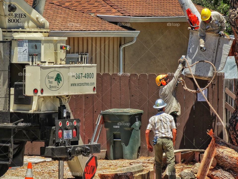 Construction Workers Removing a Tree