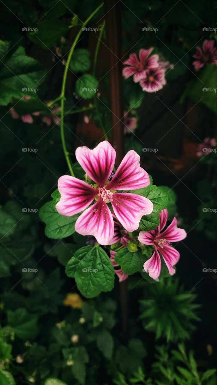 a pink flower with green leaves in the background