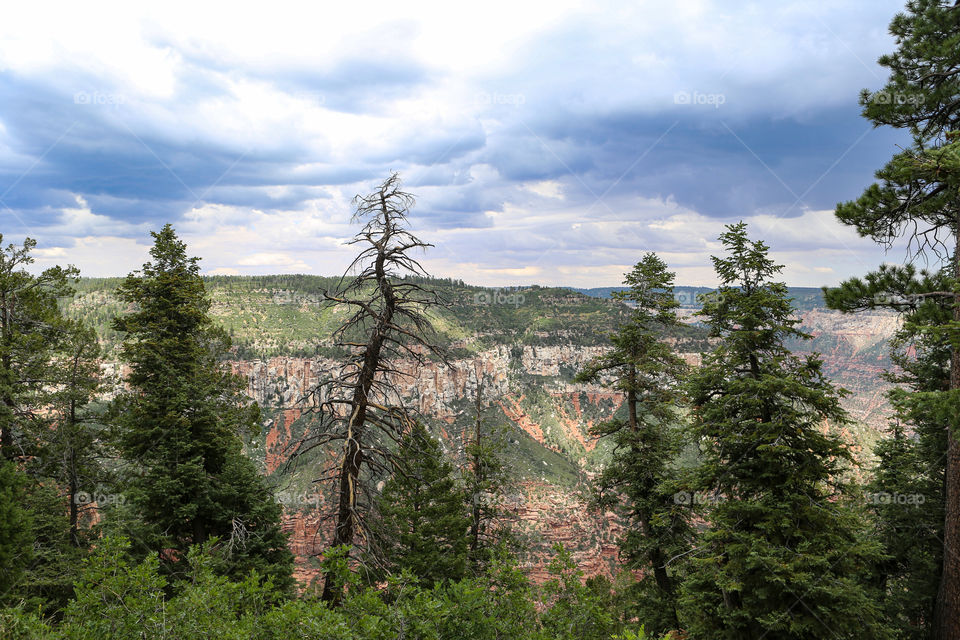 Trees on Grand Canyon 