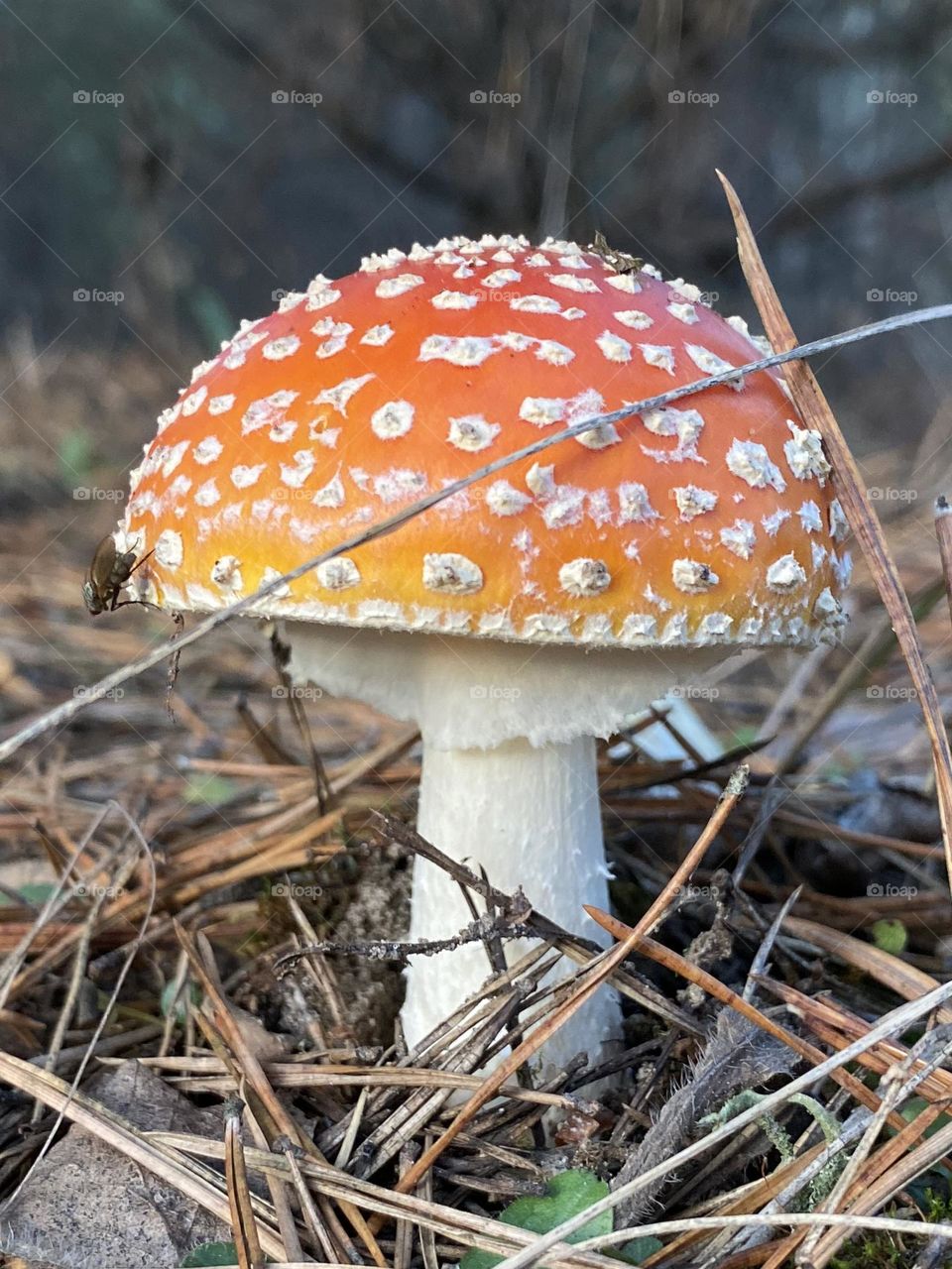 Fly agaric