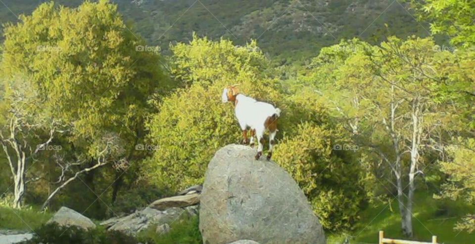 Goat Rock