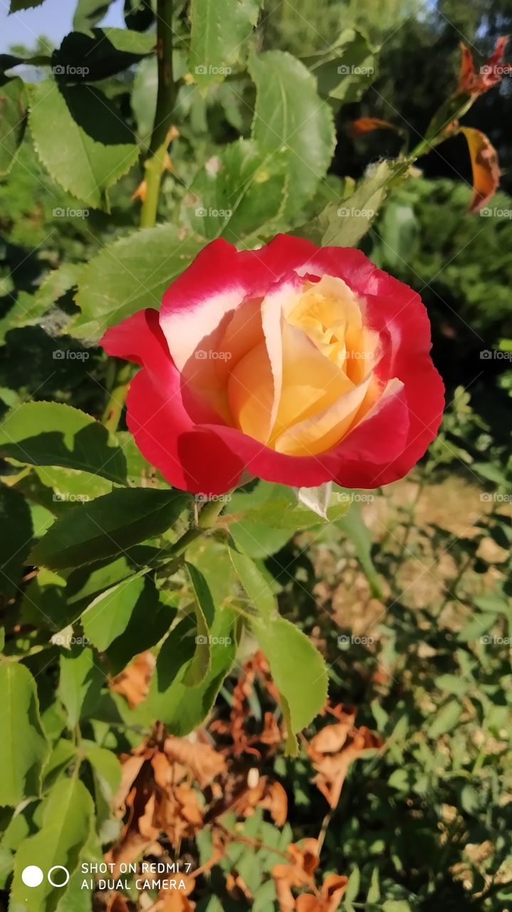 beautiful rose
