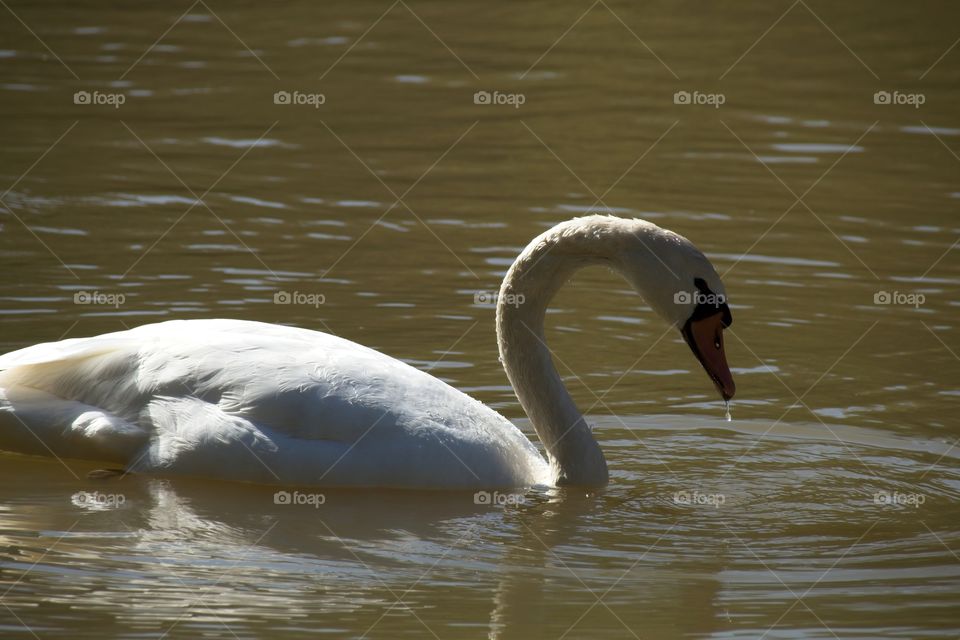 swans on the lake