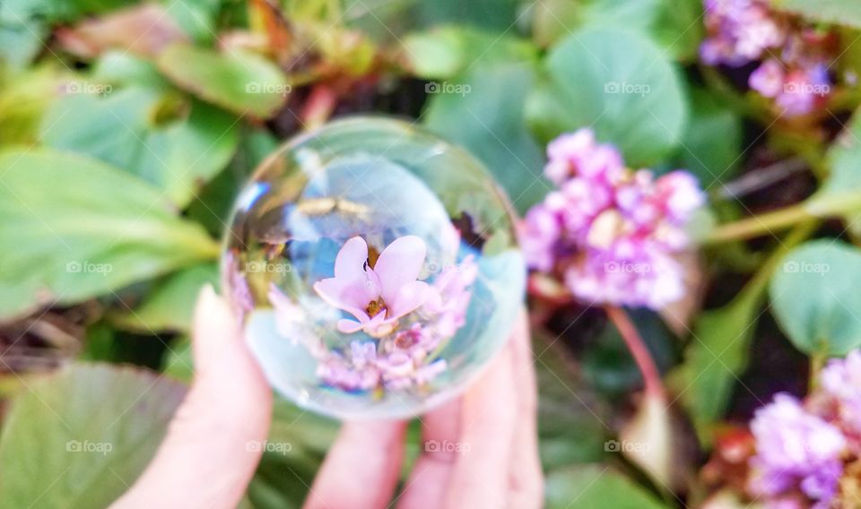 pink flowers captured in glass ball