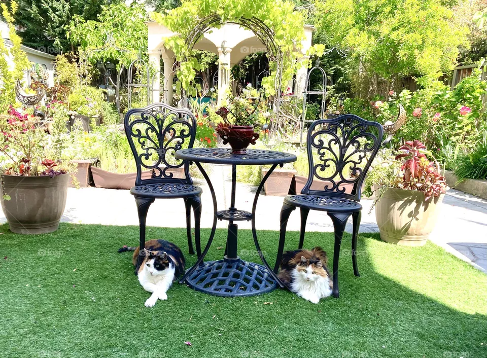 Calico cats relaxing in the backyard on a lovely spring day