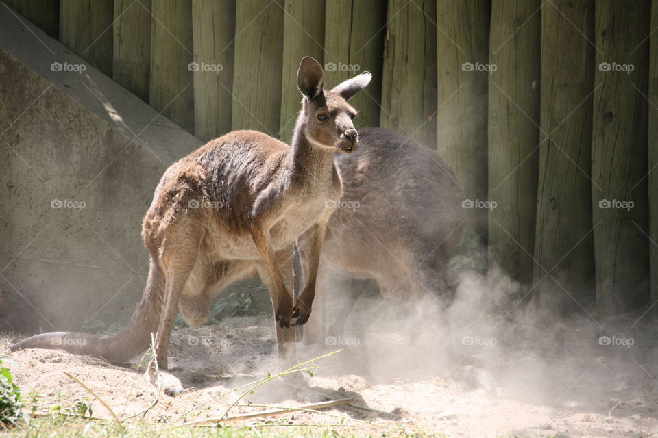 Kangaroo