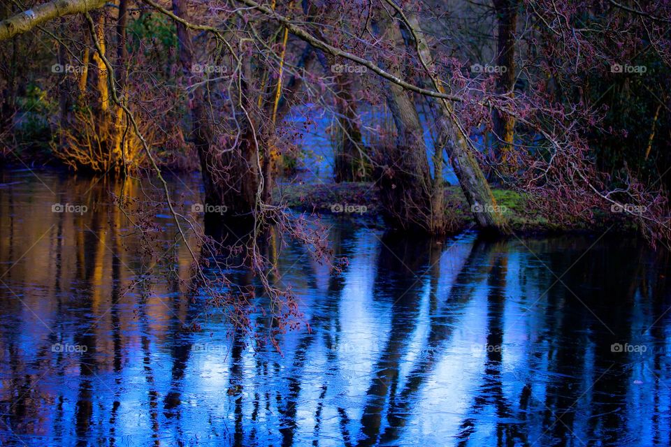 Close-up of a dry branch of tree
