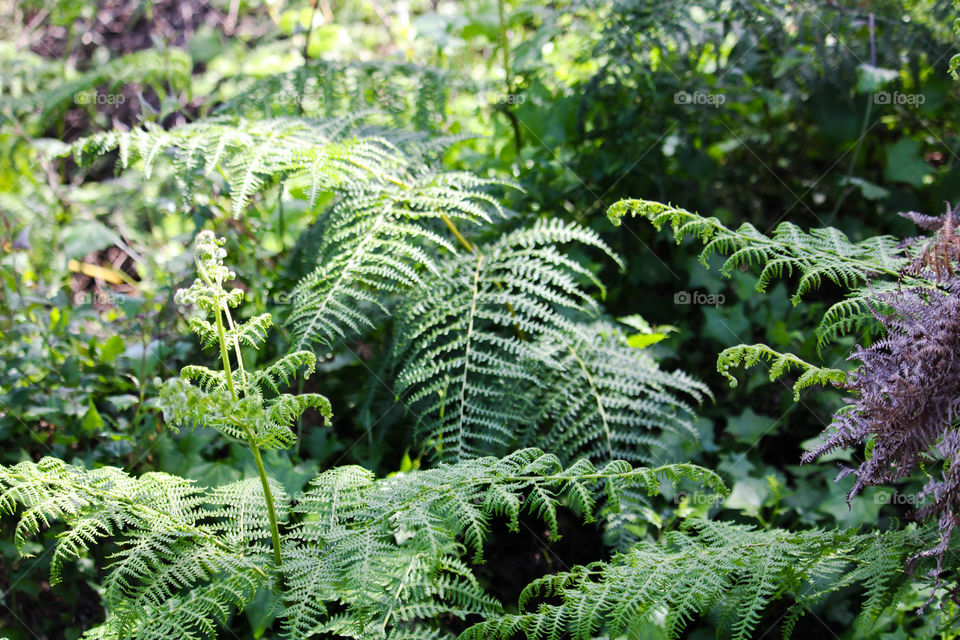 Ferns are beautiful