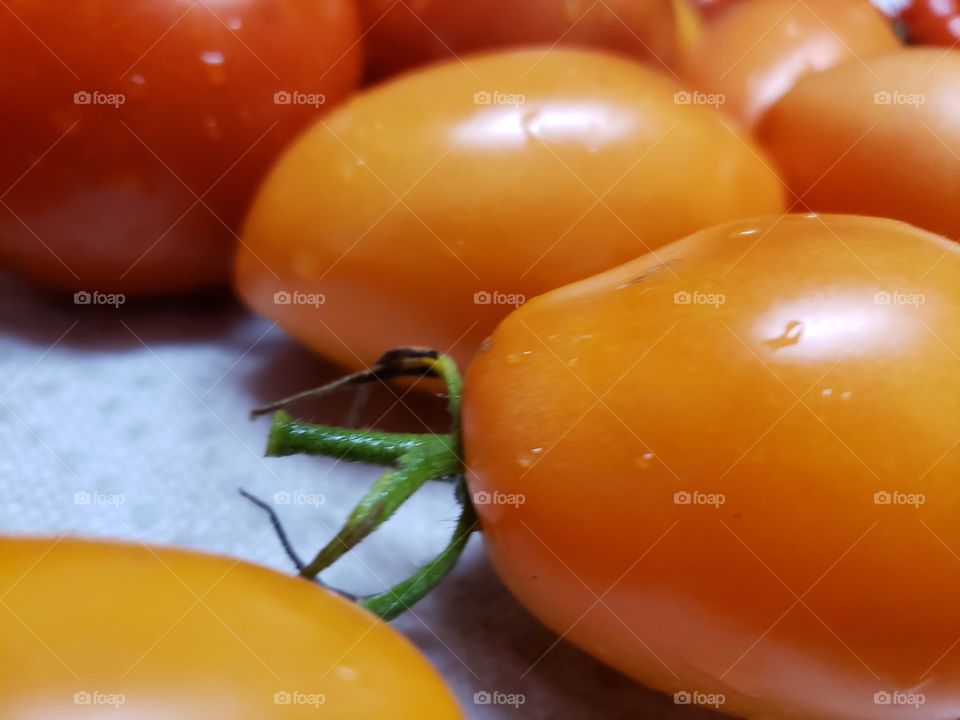 Tomato harvest 1