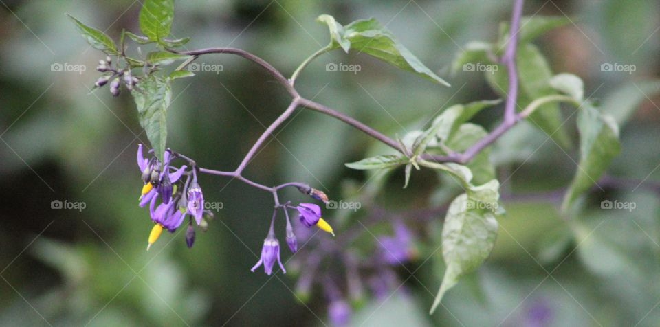 Purple and yellow flowers of nightshade plant 