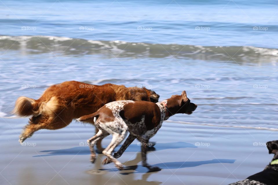 Dogs running 