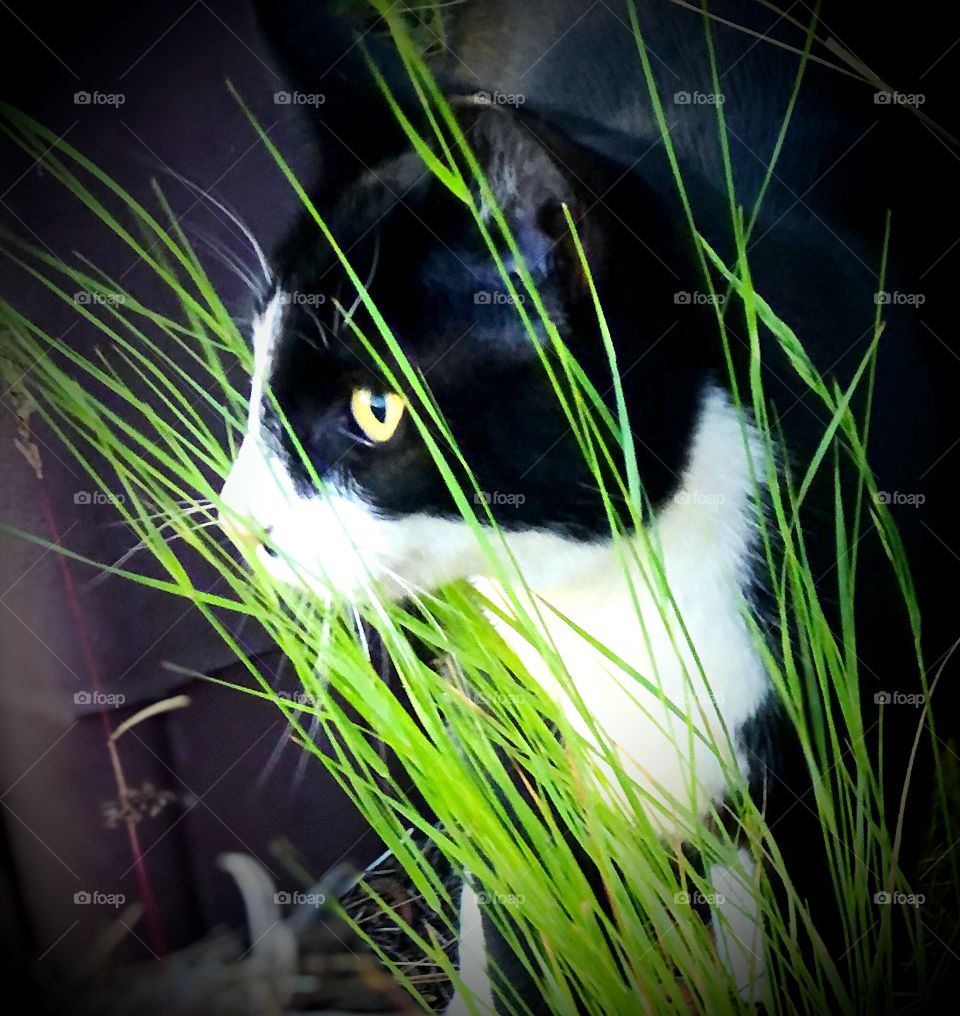 Cat in the grass