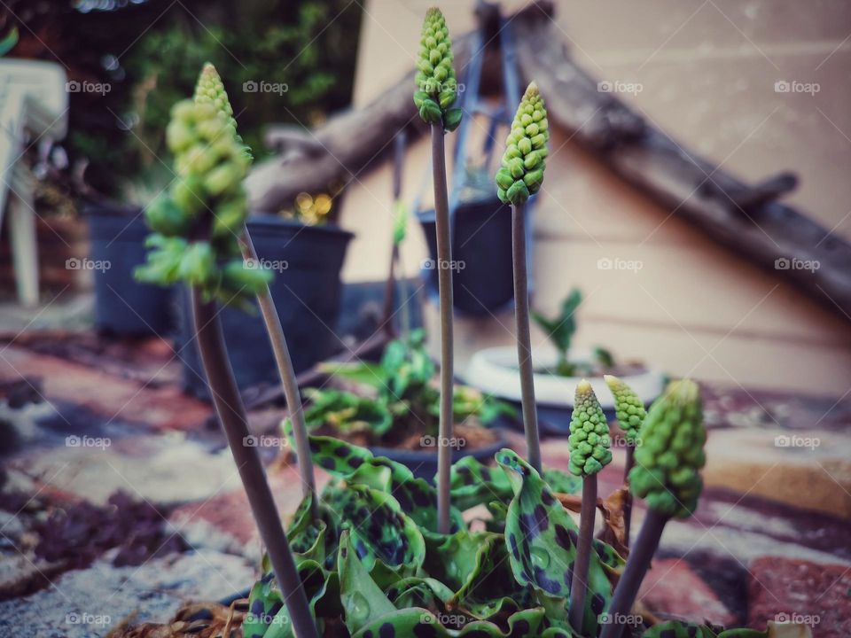 Drimiopsis maculata, plant