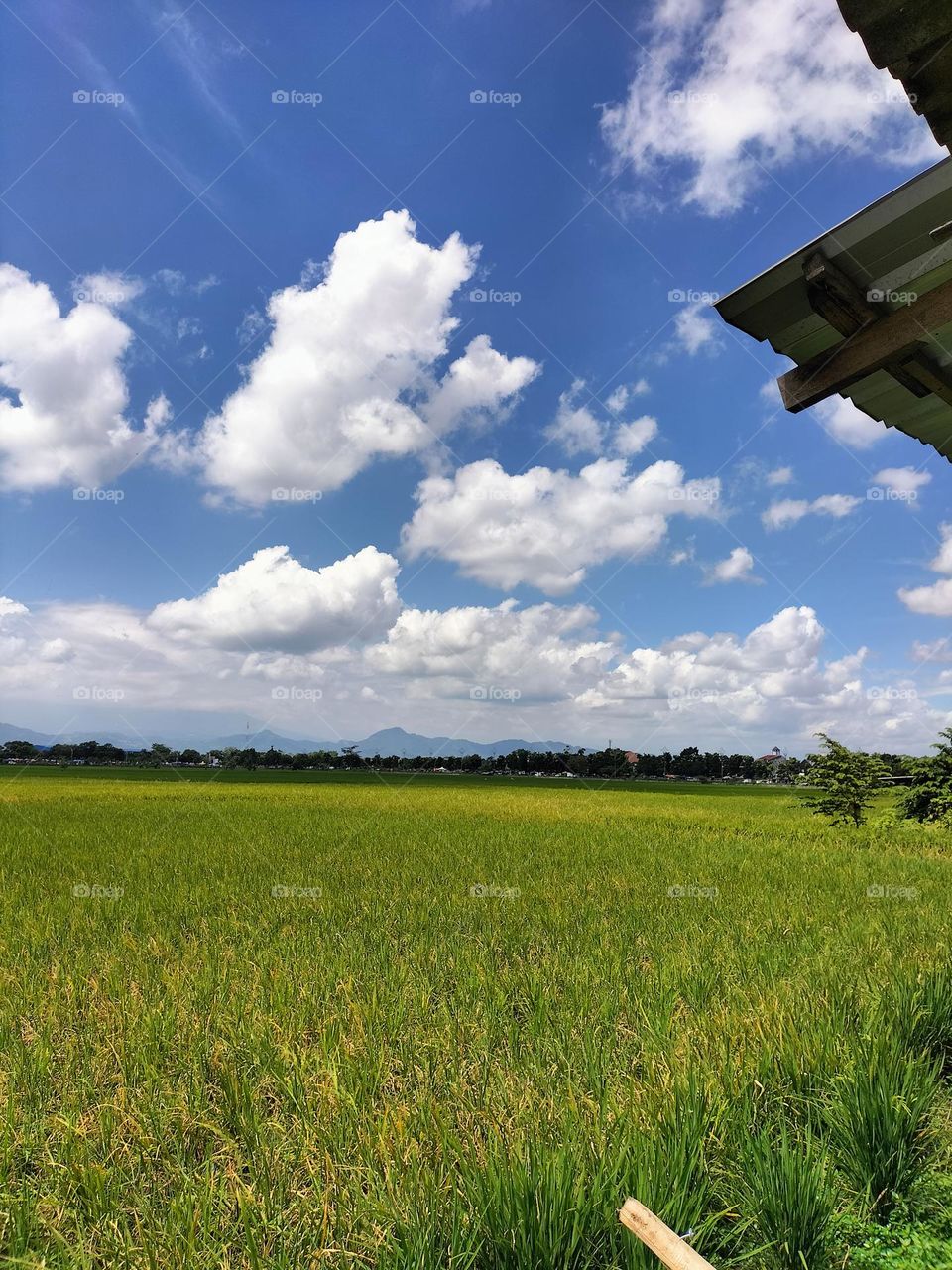 Picture of a cloudy sky and rice plants underneath