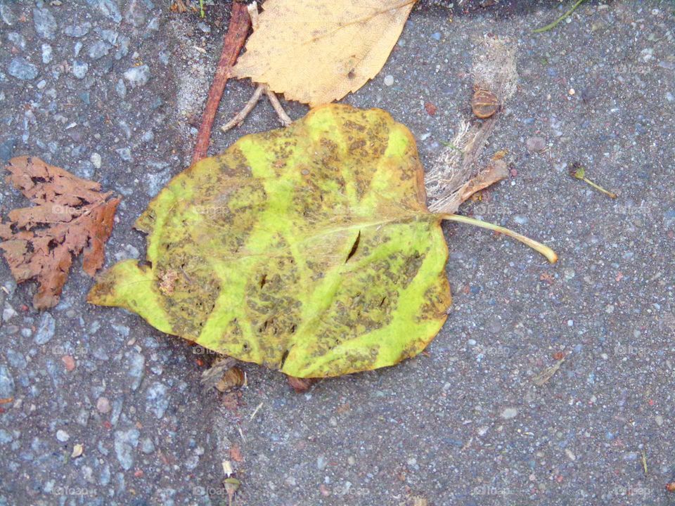 Blatt mit Reifenabdruck