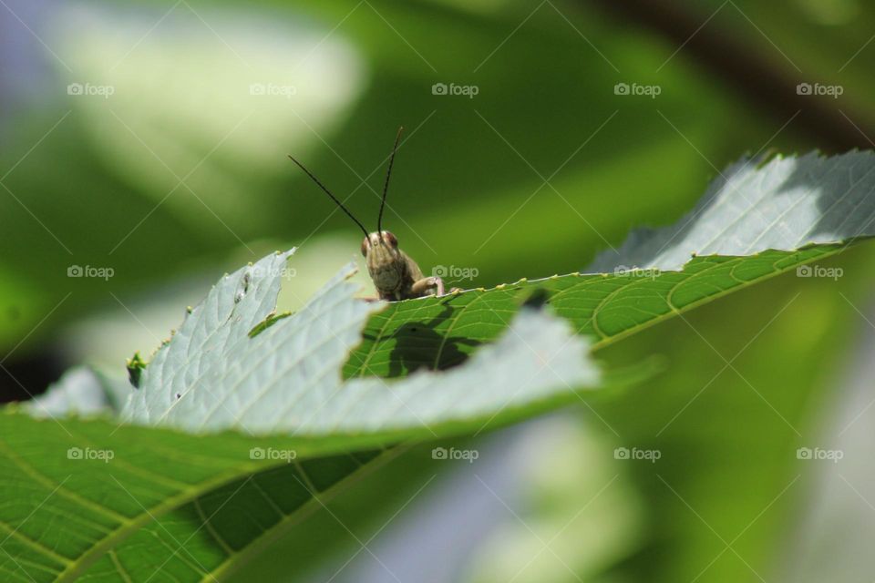 grasshopper on green leaves